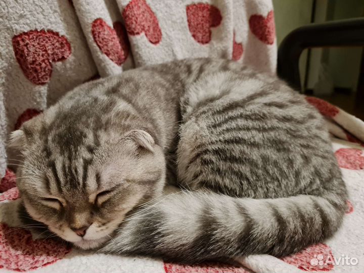 Шотландский вислоухий кот вязка