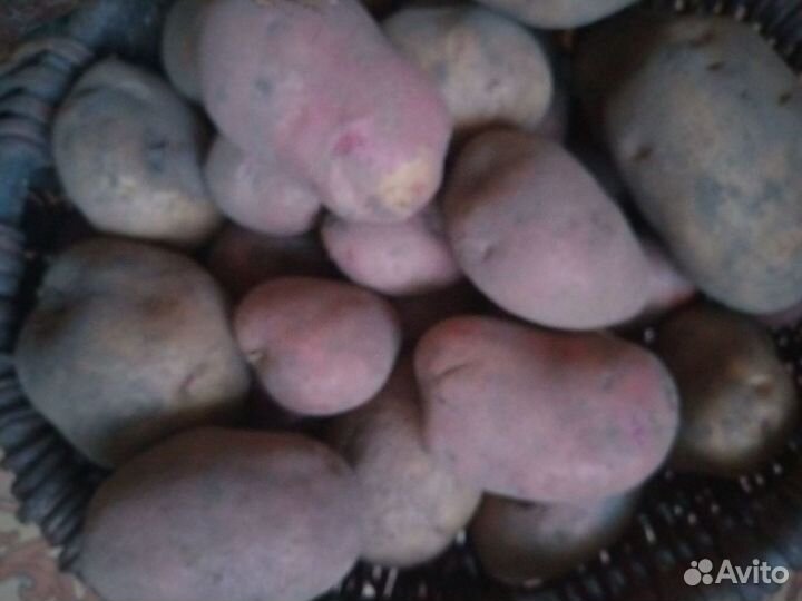 Картофель семенной и крупный, свекла столовая