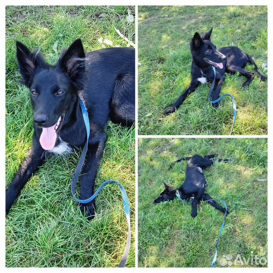 Щенок Мишель