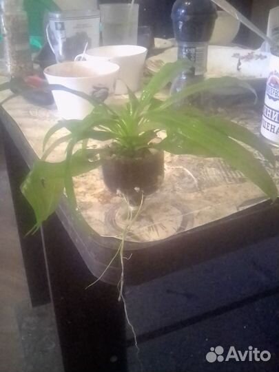 Эхинодорус блехера