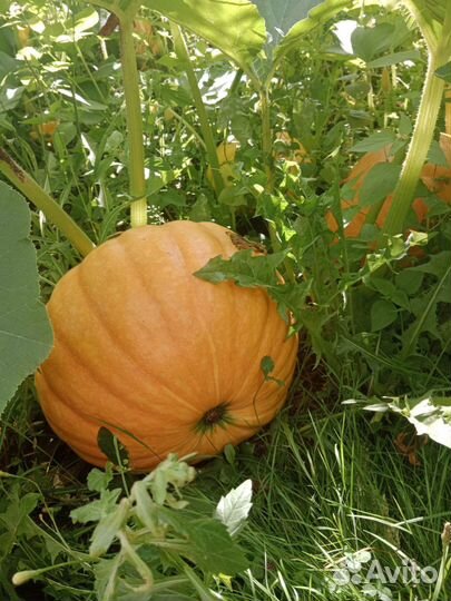 Яблоки, тыква, черноплодная рябина, калина