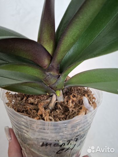 Орхидея фаленопсис биг лип