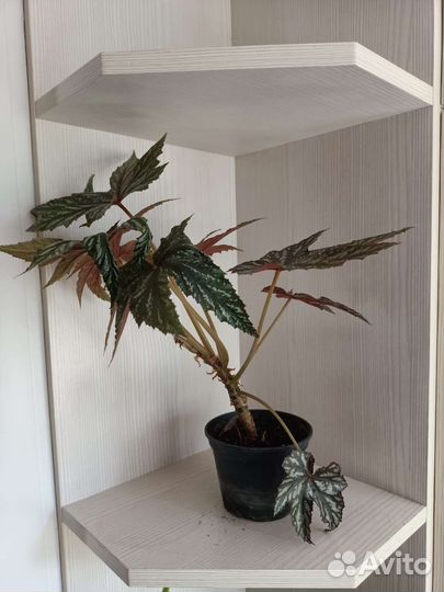 Бегония грифон