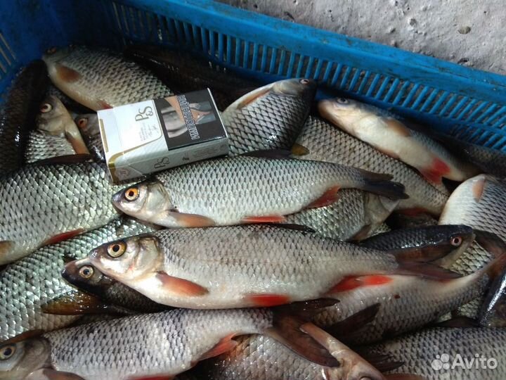 Свежая рыба