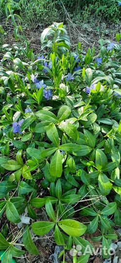 Многолетние садовые цветы