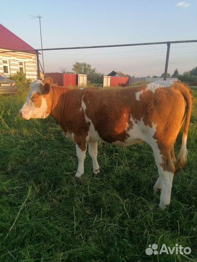 Корова и телка