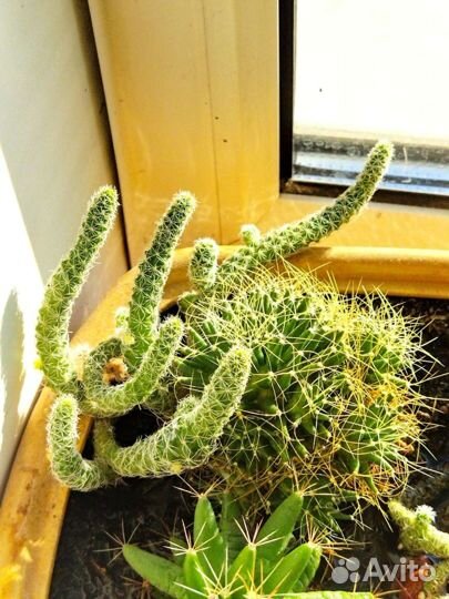 Кактусы и суккуленты