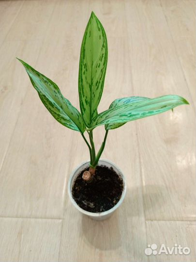 Аглаонема Сильвер квин