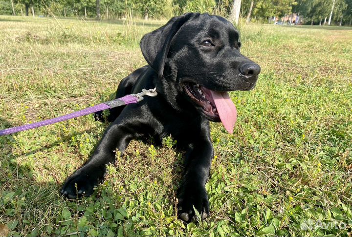 Щенок лабрадора мальчик подрощенный