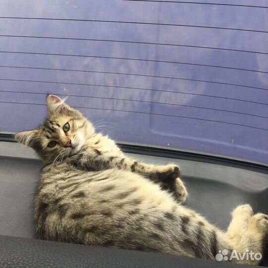 Отдаю котенка