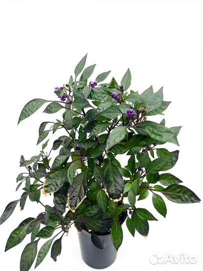 Острый перчик Черная жемчужина в горшке