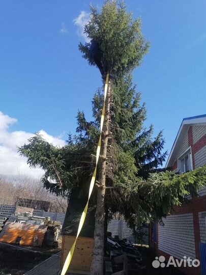 Распил деревьев и досок