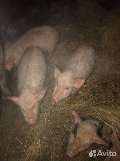 Свинки ландрас