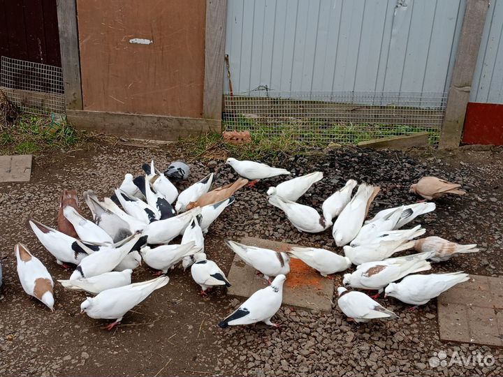 Бойные голуби