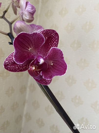 Орхидея