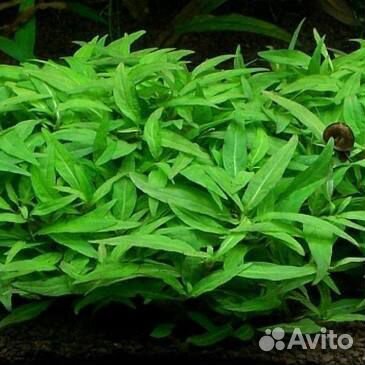 Стаурогин. Растения. Криптокорина. Валлиснерия