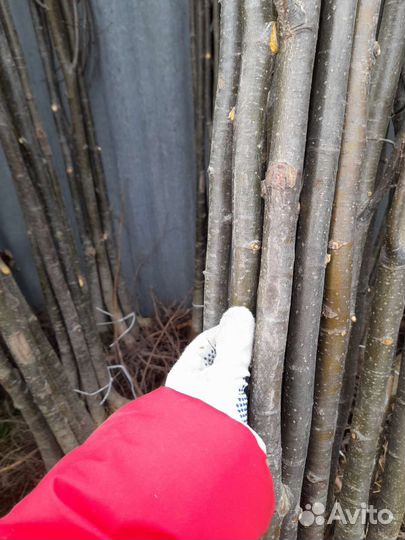 Саженцы липы