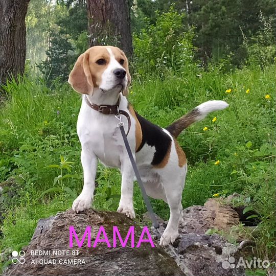 Щенки бигль