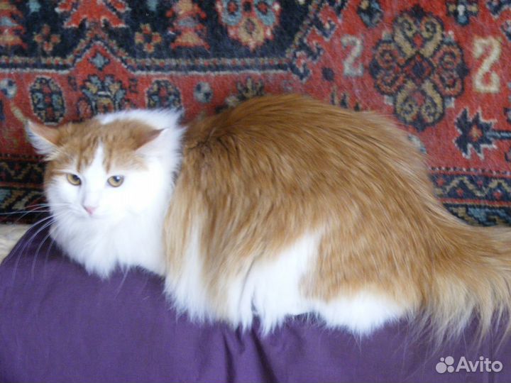 Самая рыжая, самая пушистая в беде