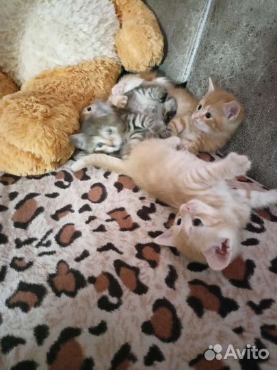 Котята в добрые руки