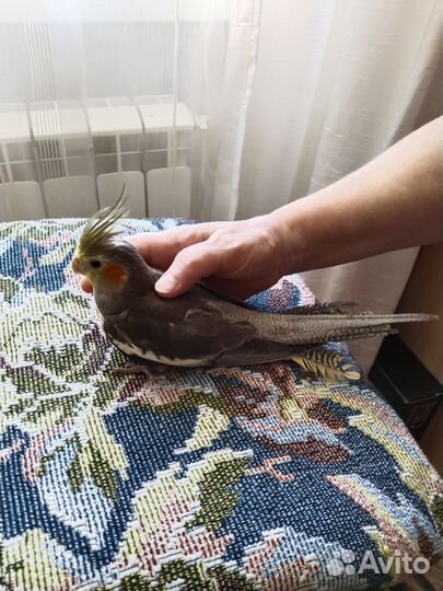 Попугай корелла