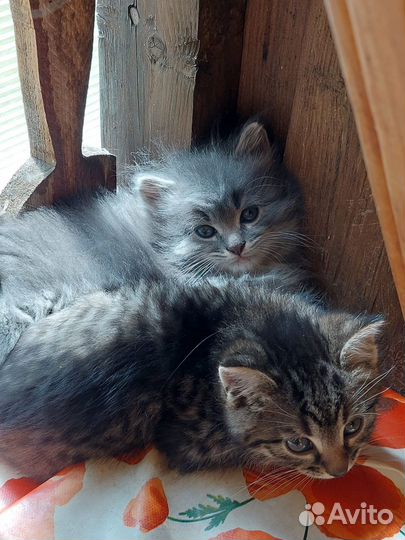 Котодети в добрые руки