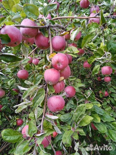 Яблоки оптом