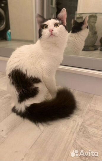 Котик в добрые руки