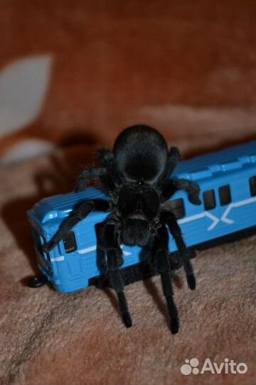 Безопасные и спокойные пауки-птицееды для новичков