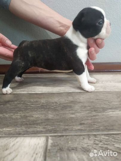 Щенки бостон терьер