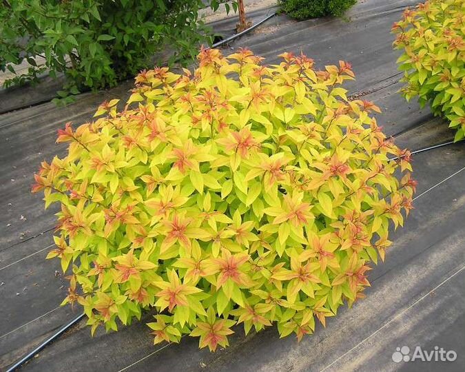 Декоративные саженцы спиреи