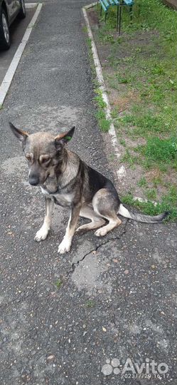 Молодая собака стерилизованная, преданная и умная