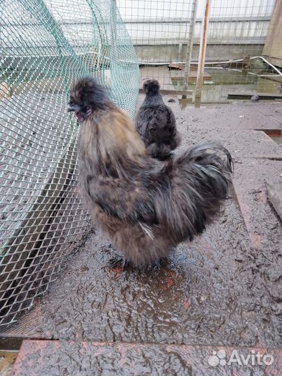 Породистые петушки