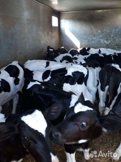 Телята бычки