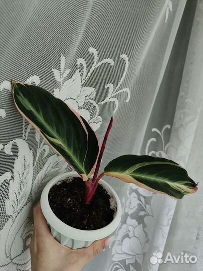 Строманта триколор