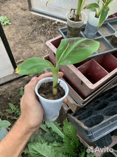 Банан киевский карлик