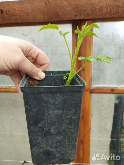 Малина желтый гигант (крапивка)