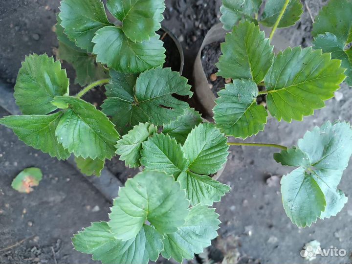 Земклуника Купчиха