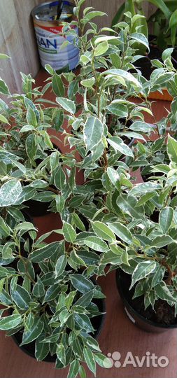 Золотой ус/лечебный