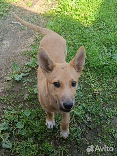 Щенки малыши в добрые руки