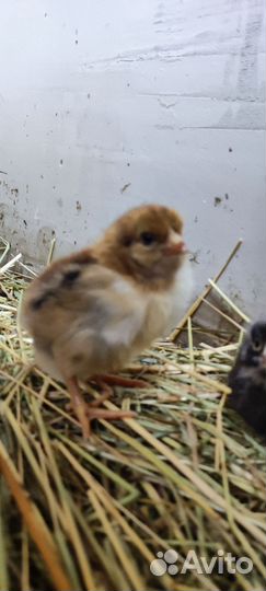 Цыплята