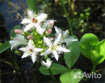 Водный гиацинт