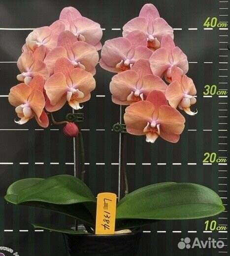 Орхидея фаленопсис