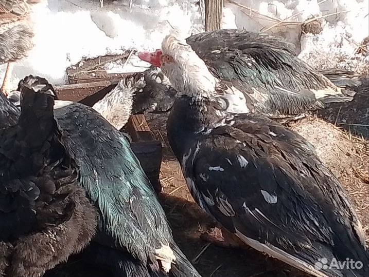 Инда-утки селезни