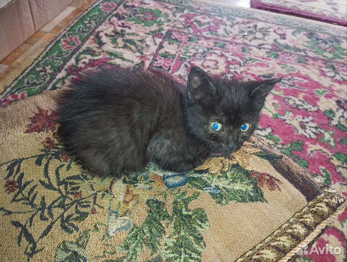 Котёнок