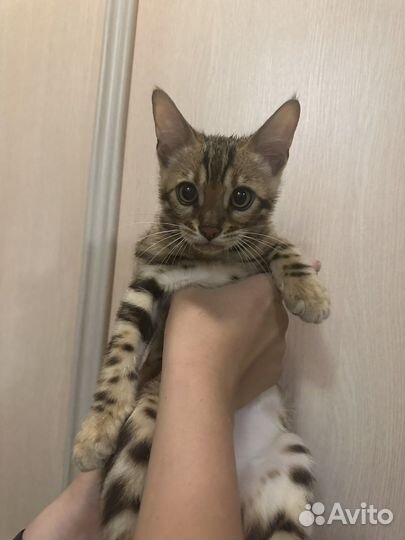 Бенгальские котята