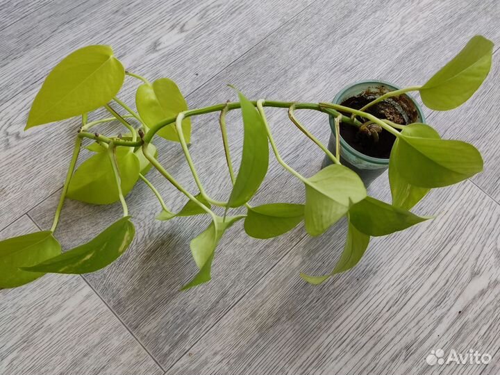 Сциндапсус неон