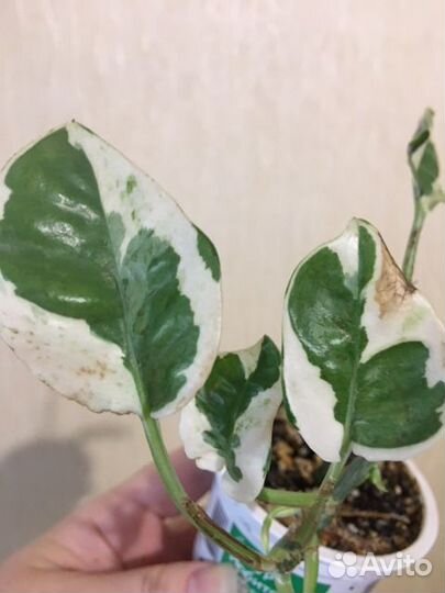 Сциндапсус н-джой