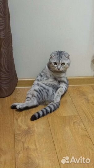 Вязка котов шотландских