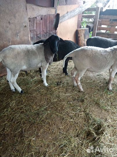 Бараны дорпер